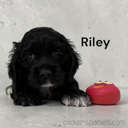 puppy, for, sale, Cocker Spaniel, Joe & Cherri  Overlease, dog, breeder, Miller, MO, dog-breeder, puppy-for-sale, forsale, nearby, find, puppyfind, locator, puppylocator, aca